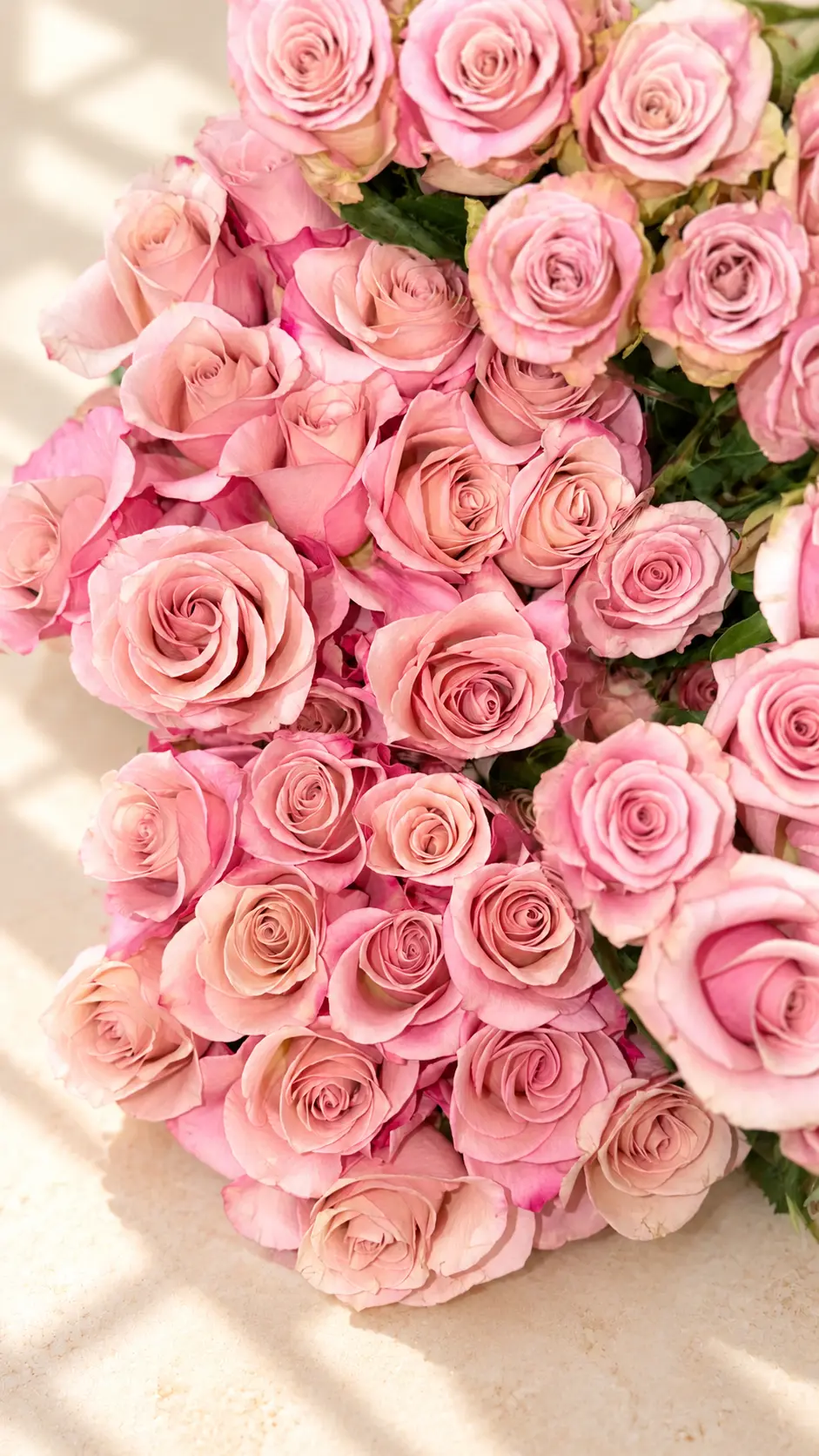 Fresh blush pink roses ready to arrange