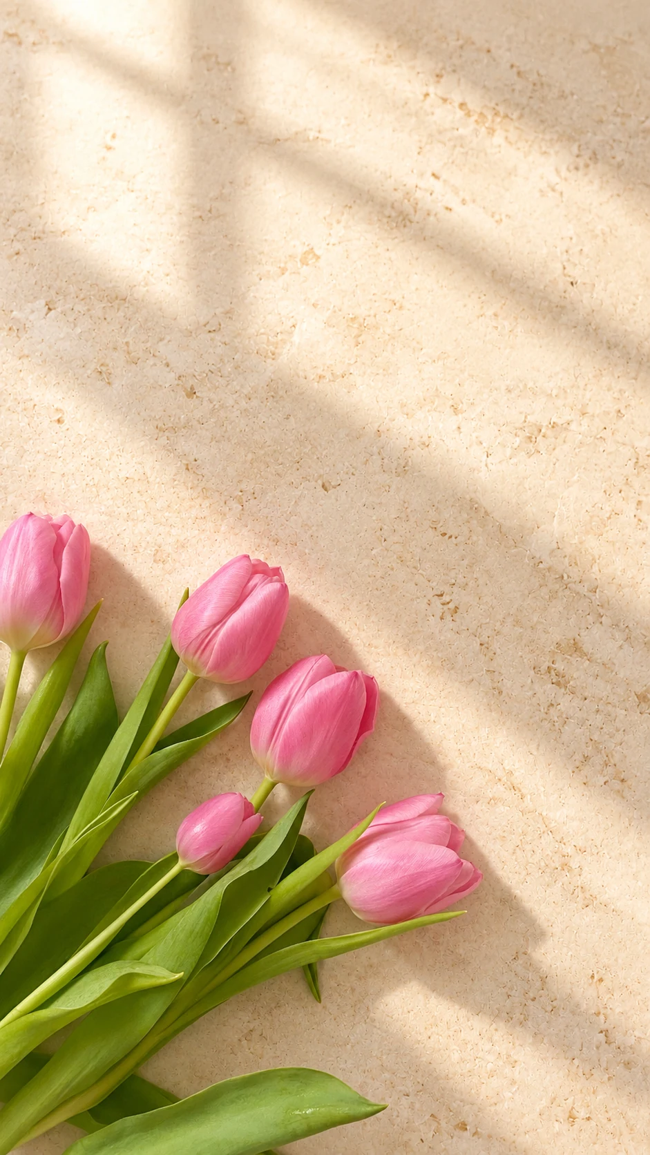 Soft pink tulips
